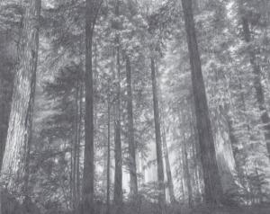 [신진 작가 큐레이션 4] 몽당연필 속에 거대한 숲이 담겼다
