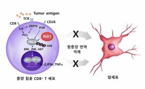 의학과 이창우 교수, 암을 공격하는 CD8+ T 세포의 항암 면역 기능 극복 연구