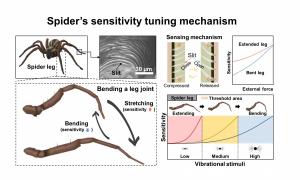 아주대 공동 연구팀, 거미 다리 기능 모사 의료용 센서 개발