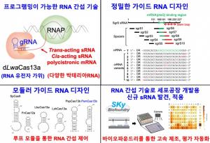 성균관대 우한민 교수, ‘RNA 유전자 가위’로 미생물 세포공장 개발 가속화